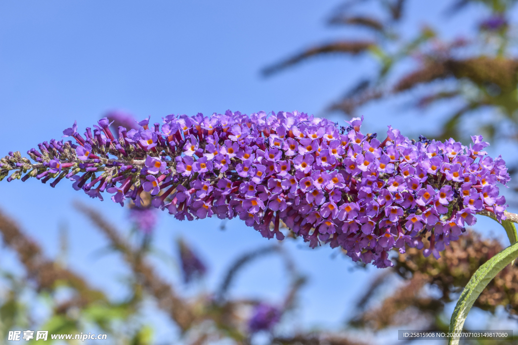 丁香花