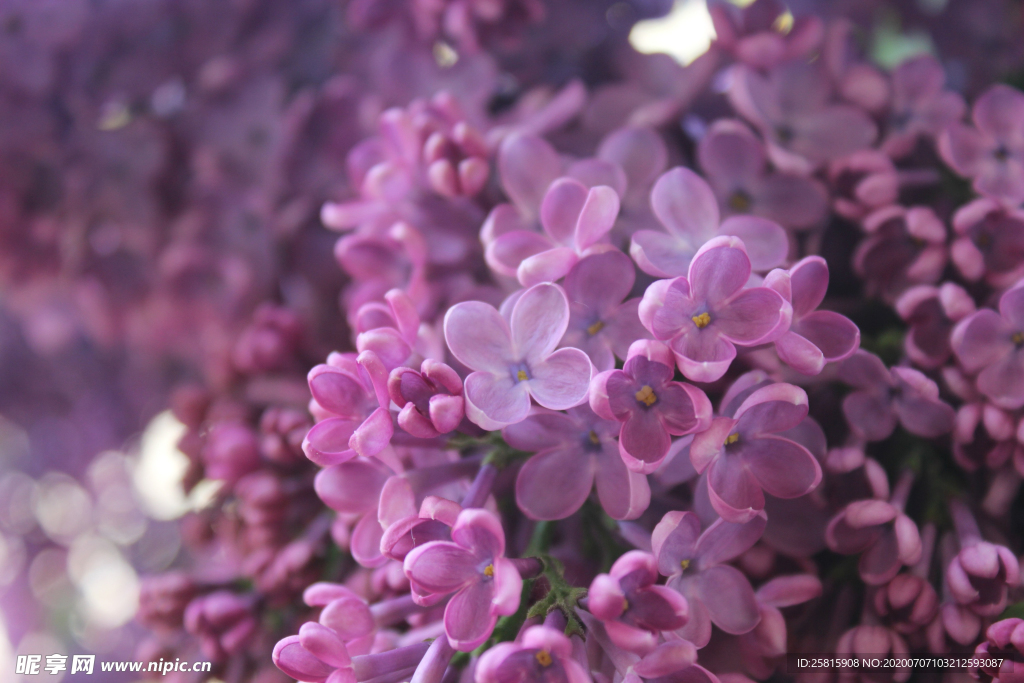 丁香花