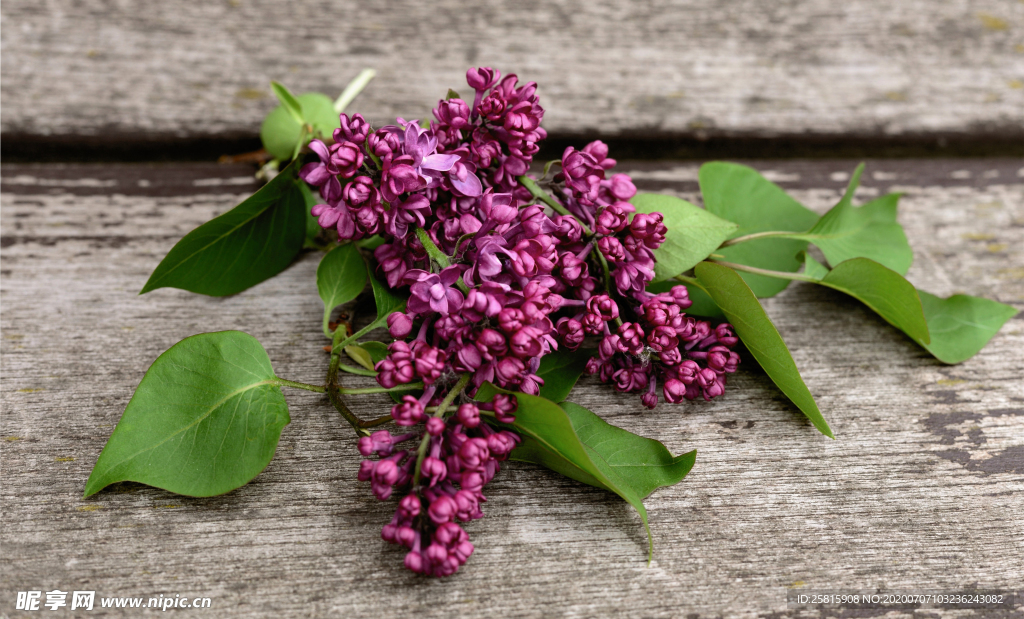 丁香花