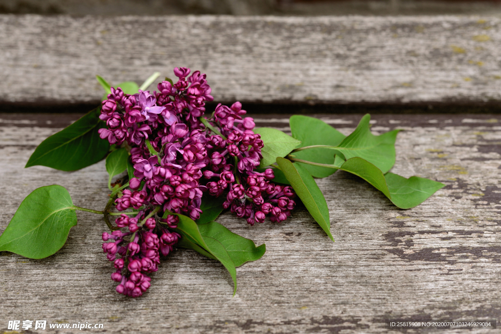 丁香花