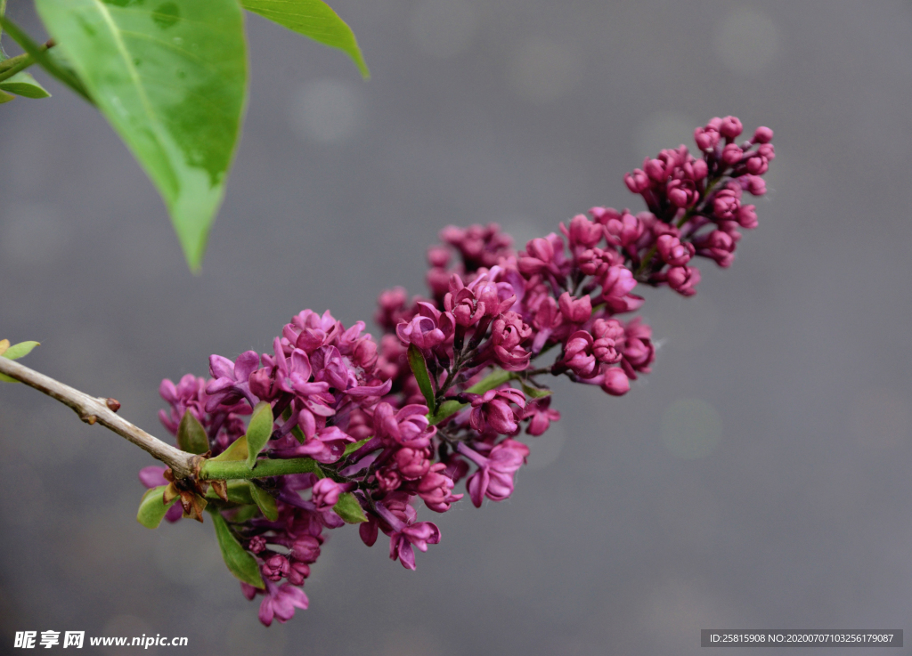 丁香花