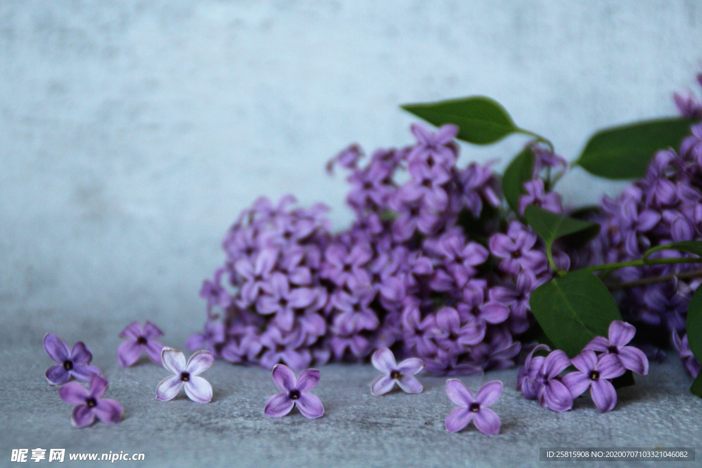 丁香花