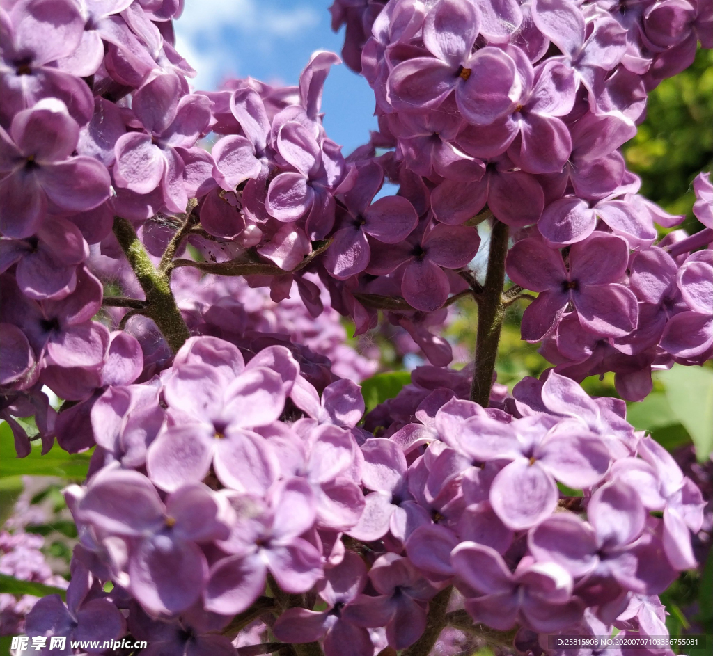 丁香花