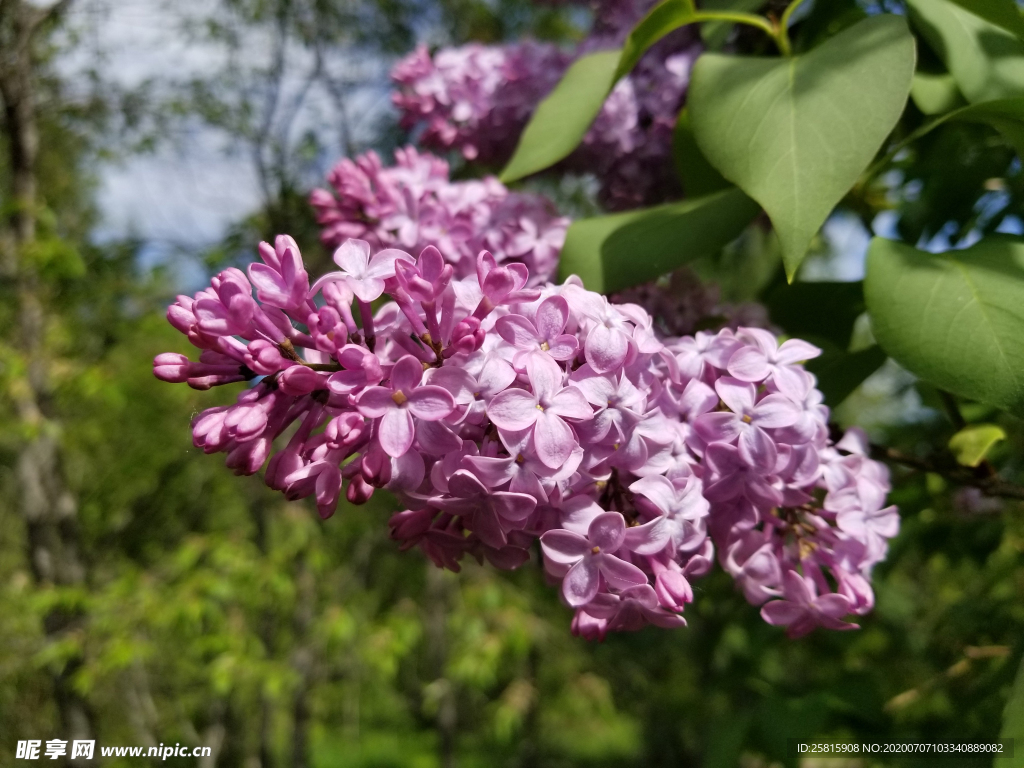 丁香花