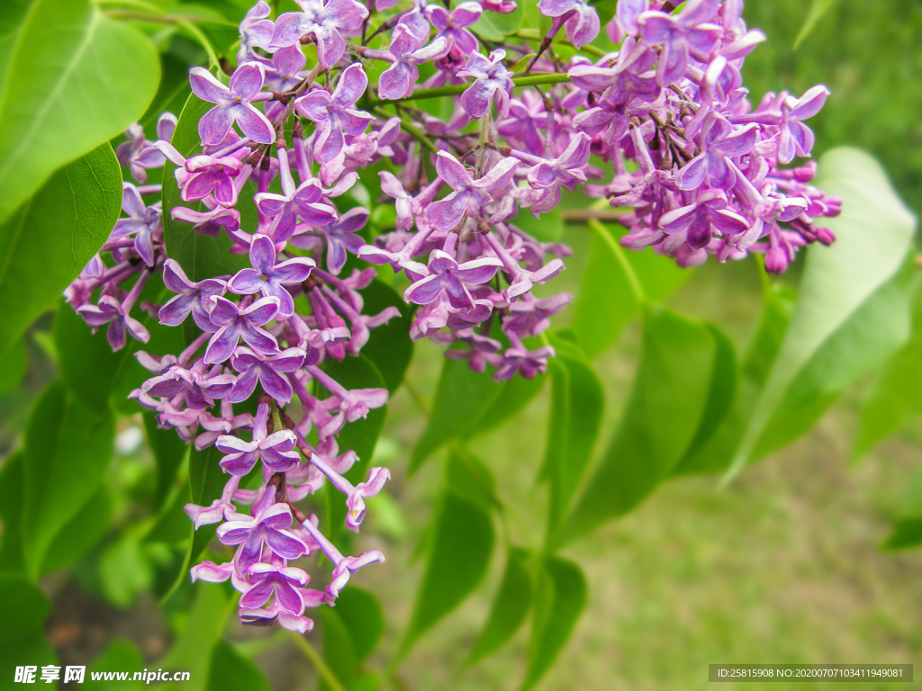 丁香花