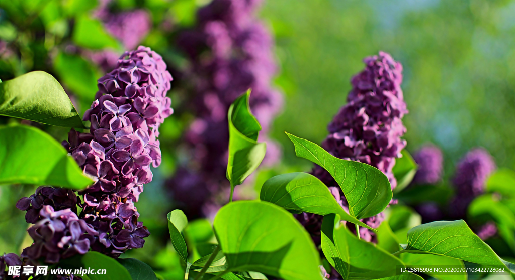 丁香花