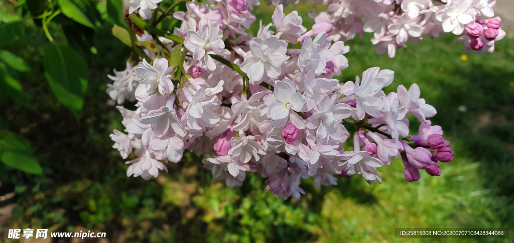 丁香花