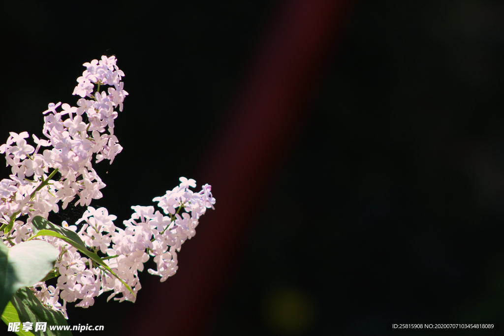 丁香花