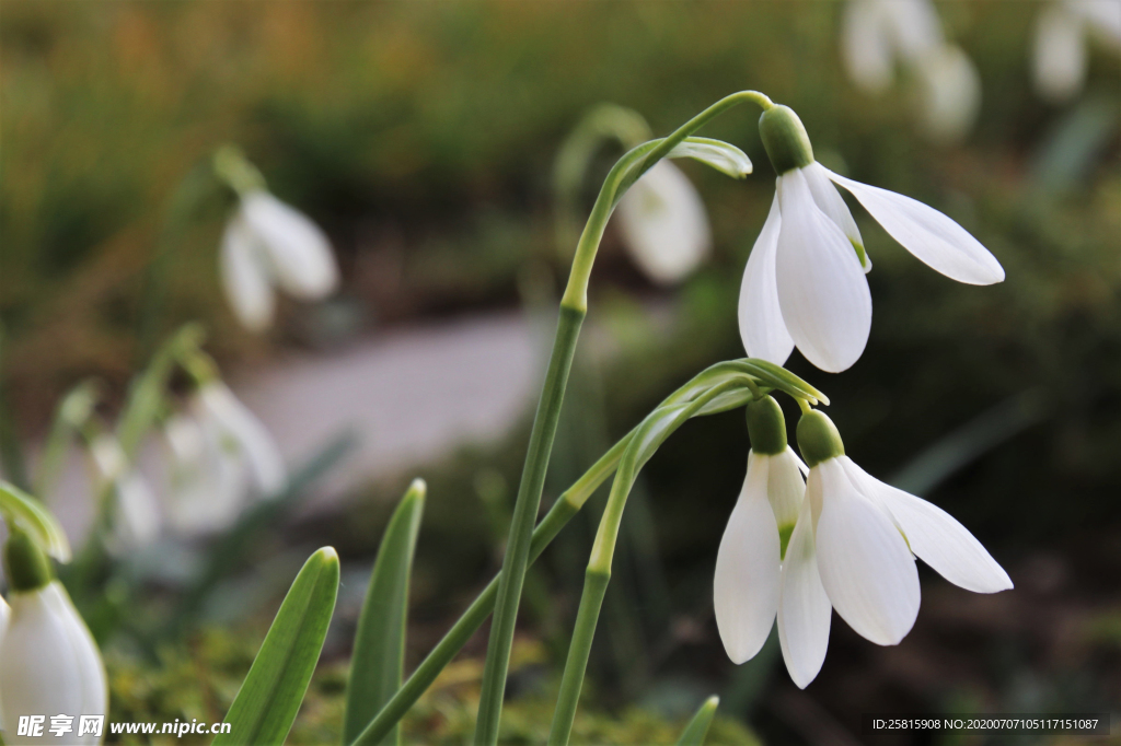 雪花莲