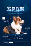 宠物