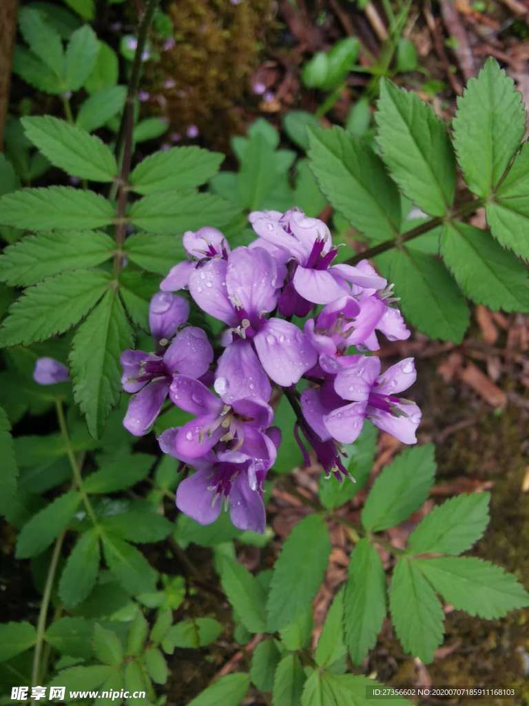 不知名紫色花