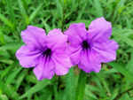 蓝草花