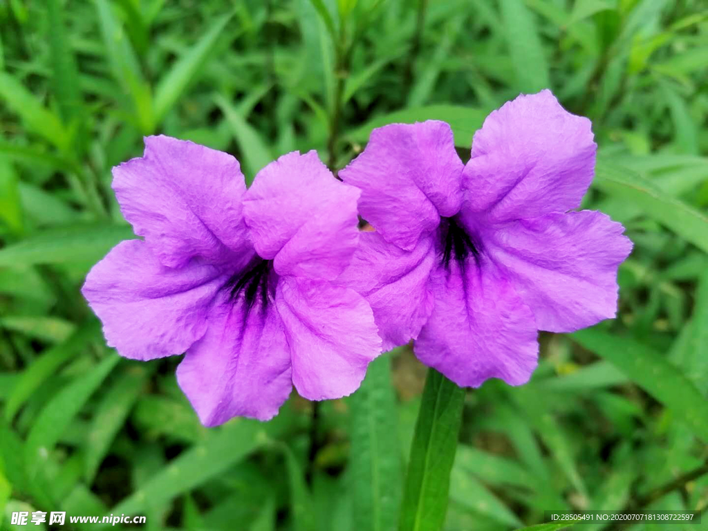 蓝草花