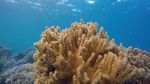 海底金色珊瑚