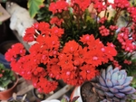 长寿花