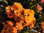 长寿花