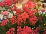 长寿花