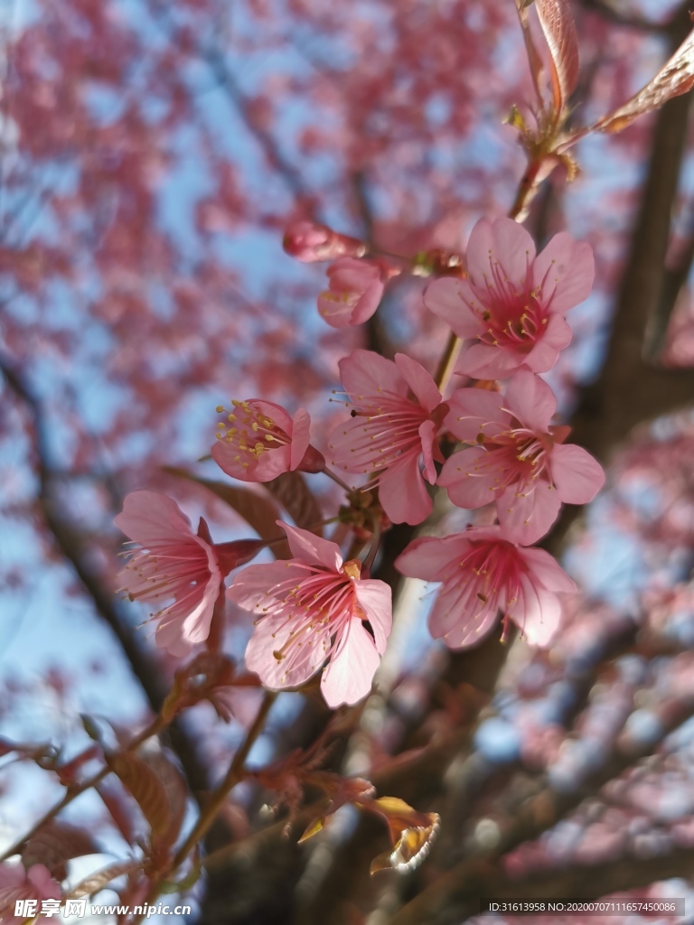 樱花