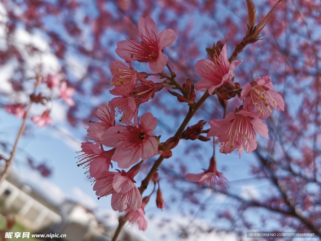 樱花