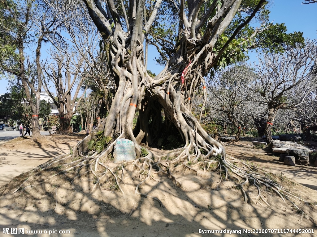 勐巴娜西珍奇园 菩提树