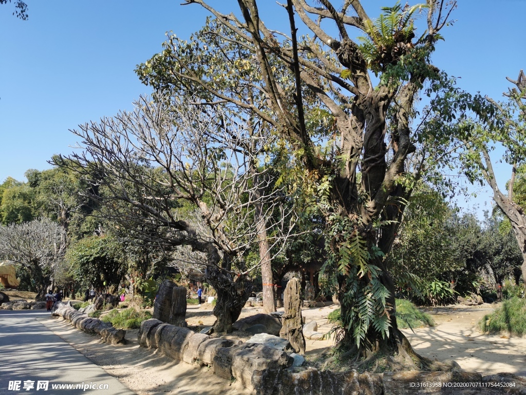 勐巴娜西珍奇园  植物化石