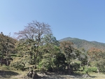 胡杨树
