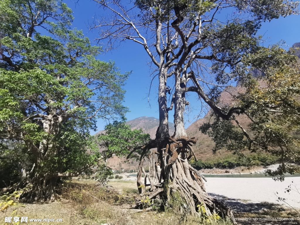 胡杨树