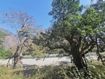 胡杨