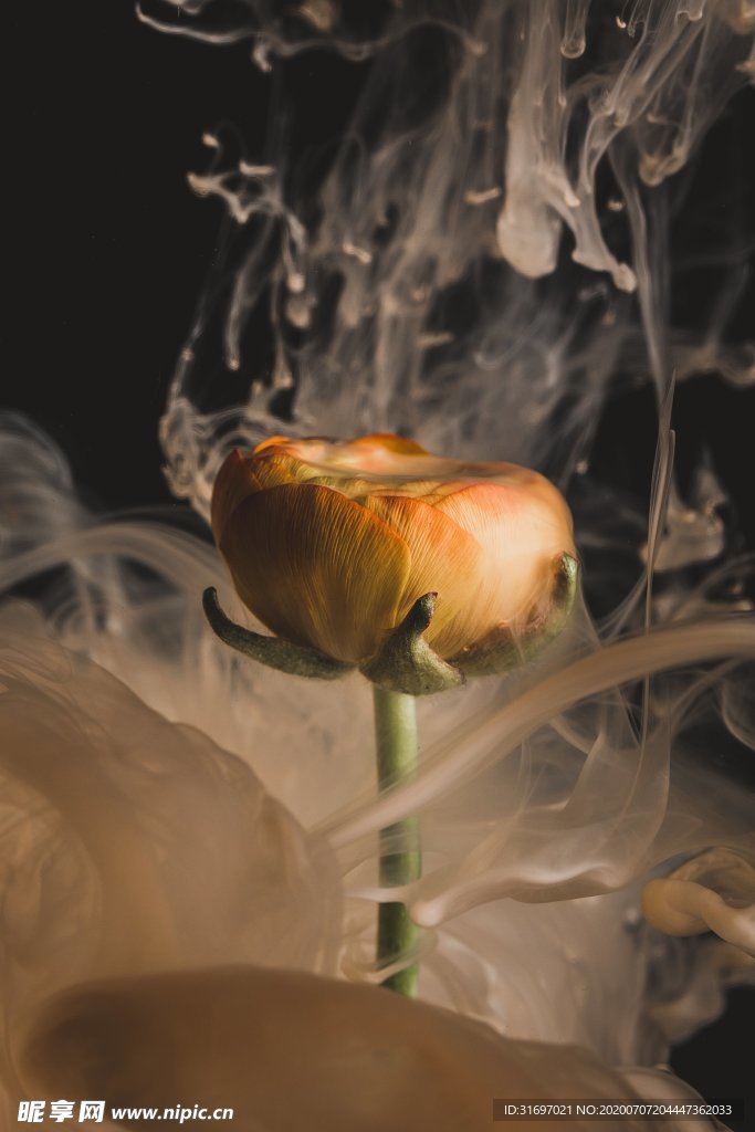 花卉