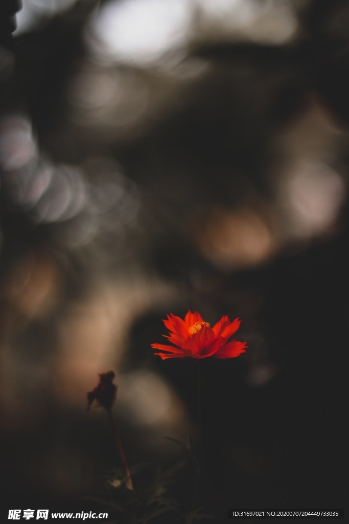 花卉