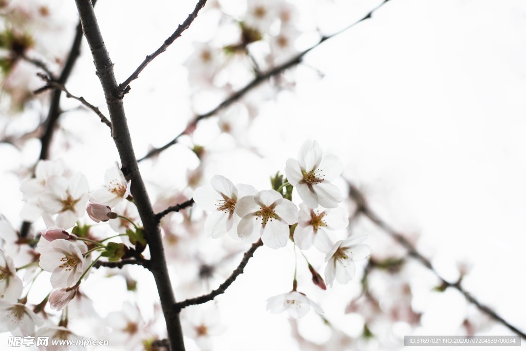 花卉