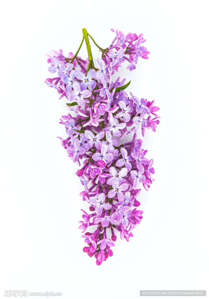 花卉