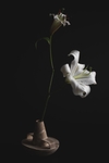 花卉