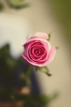 花卉