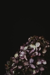 花卉