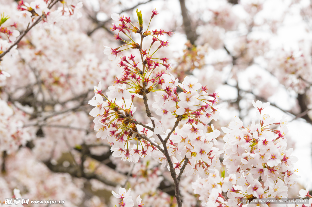 樱花