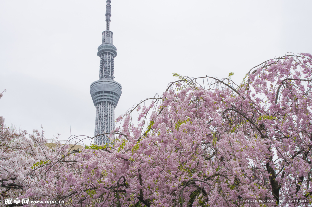 樱花