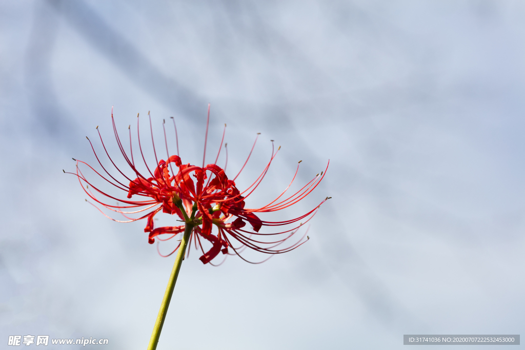 蟑螂花