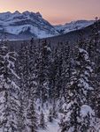 雪山树林