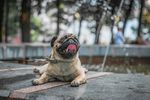 狗狗