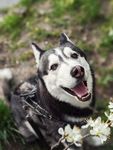 狗狗