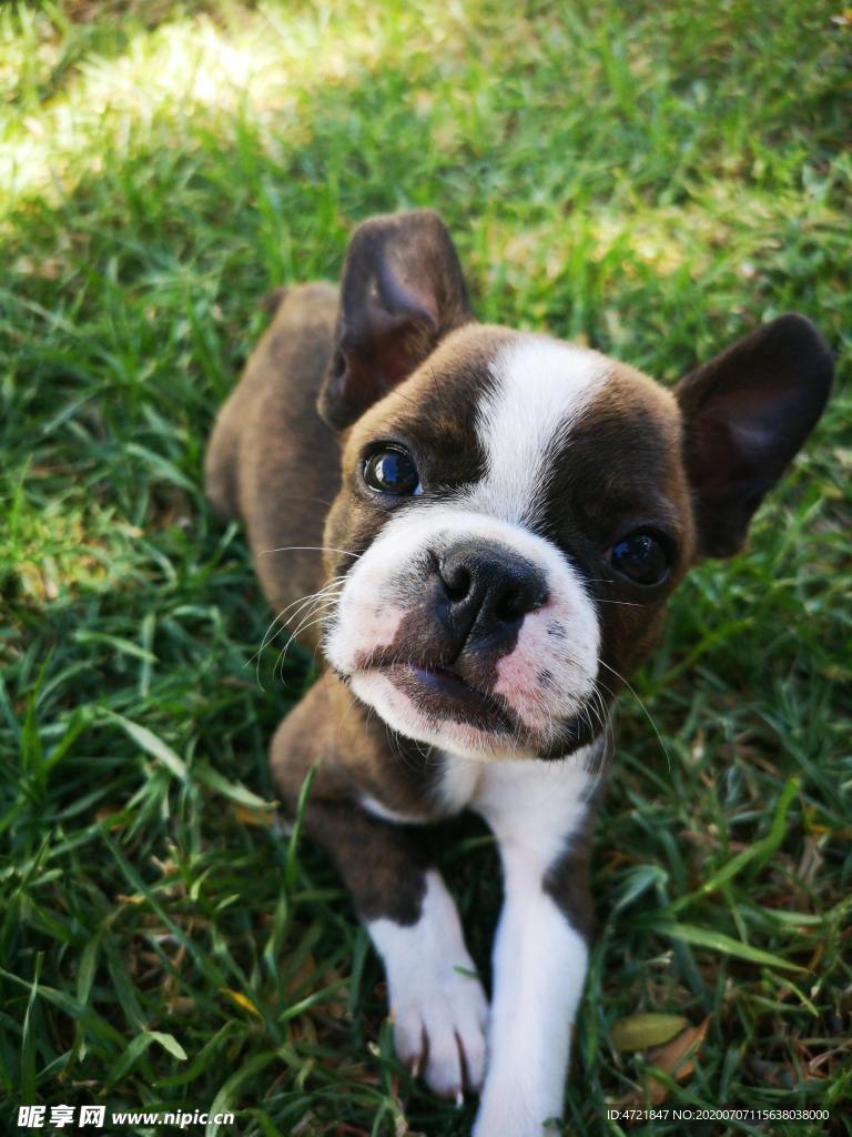 狗狗