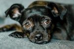 狗狗 贵宾犬 贵宾狗 动物 玩