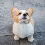 狗狗