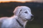 狗狗