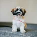 狗狗