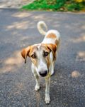 狗狗