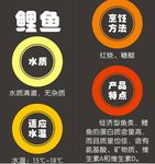 鲤鱼简介