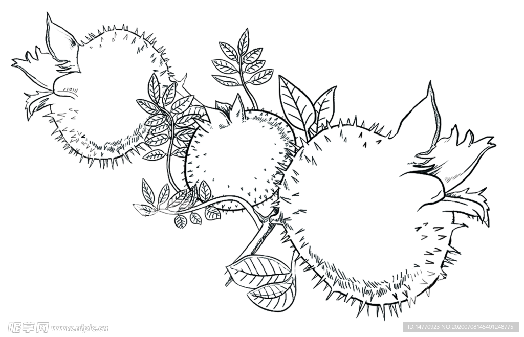 刺梨