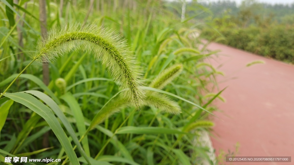狗尾草